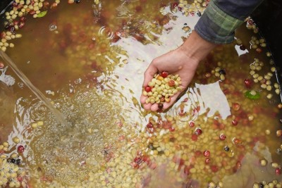 Fermentar café con ciencia: el valor de controlar lo que ya hacemos con pasión